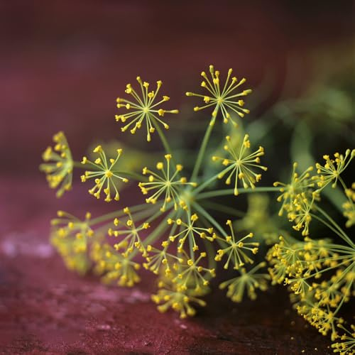 semillas de eneldo perenne resistente - jardín, orgánicas 700pcs