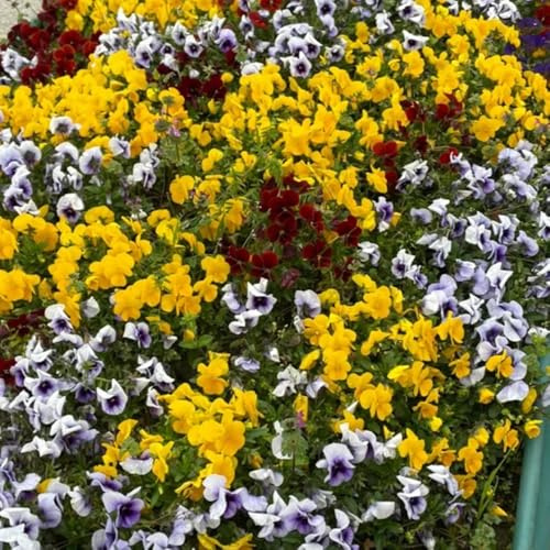 semillas de pensamiento de jardín de rocas resistentes, primavera, pensamiento balcón, resistentes 100pcs