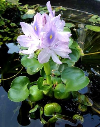 Water Hyacinth - Easy Floating Plants for Your Aquarium or Pond (3 Plants)
