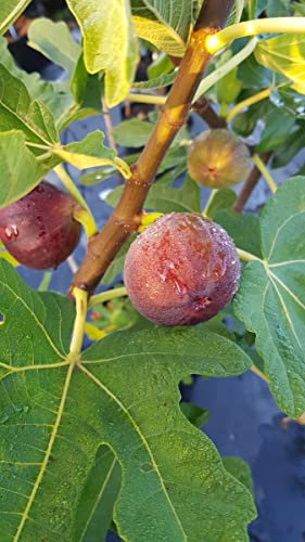 Ficus carica 'Ronde de Bordeaux' / Figuier 'Ronde de Bordeaux' / Conteneur de 3 à 4 litres