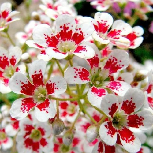 saxífraga (Saxifraga) - semillas de como recuerdo de fiesta balcón decoración sala estar, jardín semillas balcón interior, 130semillas