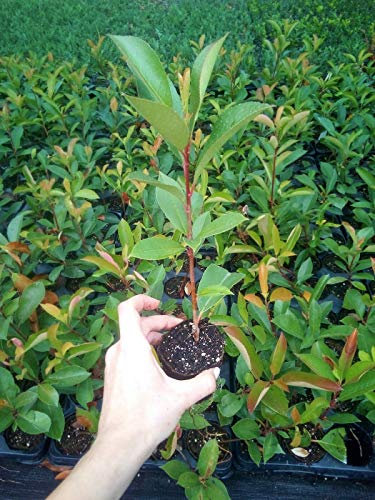 Photinia Fotinia Fraseri Red Robin da siepe in vaso biodegradabile ø8 cm Vivaio di Castelletto
