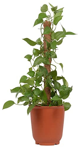 FOUNCY 4 tailles de mousse de coco - Piquets de support pour grimpantes Monstera Philodendron Pothos - Pour cultiver des grimpantes - Pour entraîner les d'intérieur à pousser