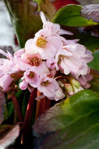 Bergenia cordifolia 'Biedermeier' ca. 11x11 cm Topf - Riesensteinbrech, rosa Blüten, Blütezeit April-Mai, ideal für Rabatten, winterhart und pflegeleicht