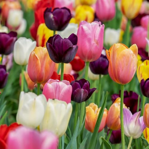 acquaverde | 50 Bulbi di Tulipano Triumph Mix, Tulipani di Prima scelta Olandesi, Fiori Multicolore Profumati per Giardino, Vaso, Fioriera e Aiuola