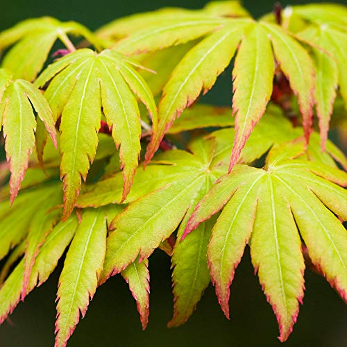 Acer palmatum Sango Kaku | Érable du Japon Plante de jardin à feuilles caduques Arbuste en pot