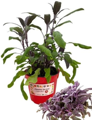 P. Piantine da Orto |Salvia Foglia rossa, Pianta in Vaso Diametro 14 cm, Pianta Pronta per il Trapianto, Pianta Vera da Esterno, Piantina Aromatica per Balcone o Terrazzo, Vivaio Italiano