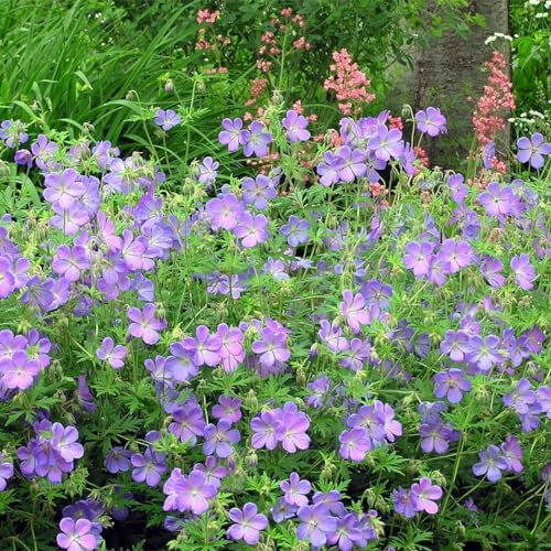 Votaniki Geranium Johnson's Blue - Long Blooming, Perennial Geranium (Cranesbill) Roots for Planting | Large & Blue Geranium, Easy to Grow (1 Pack)
