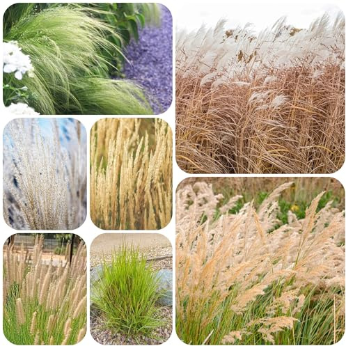 semillas resistentes de césped ornamental plantas verdes Césped de jardín Maceta para jardín de interior bonsái de interior de prados de flores perennes plantas decorativas 100pcs