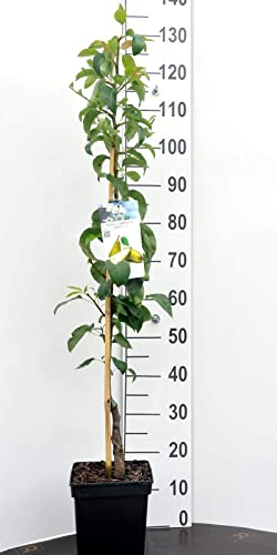 Birne Säulen Zwergobstbaum oder Mini Obstbaum Birnenbaum Pyrus c.Condo
