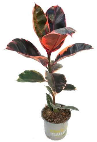 Ficus Elastica Ruby Natural Una Joya en Rosa para tu Casa