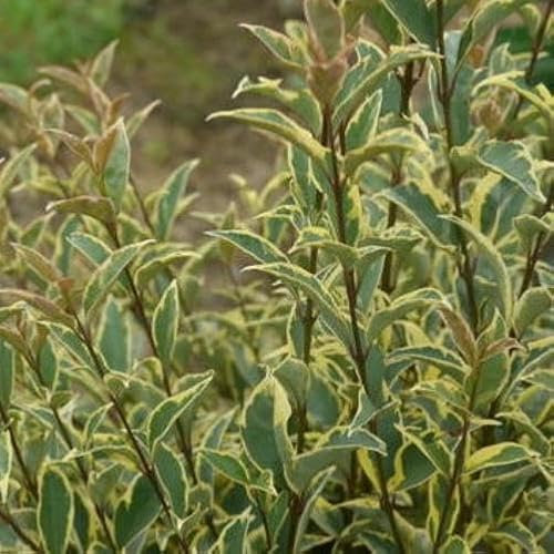 Vivai le Georgiche - Pianta vera di Ligustrum japonicum Arlequin Ligustro - vaso Ø 30 cm