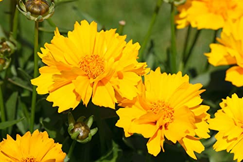 Coreopsis grandiflora 'Sunray' 9x9 cm Topf – Winterhart, Mehrjährig, Pflegeleicht – Mädchenauge – Staude für Beet & Rabatte