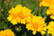 Coreopsis grandiflora 'Sunray' ca. 9x9 cm Topf - Großblütiges Mädchenauge, leuchtend gelbe Blüten, Blütezeit Juni-September, ideal für Beete, pflegeleicht, bienenfreundlich