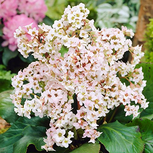 Bergenia Bressingham White - Elephant’s Ears Plant | Evergreen Garden Perennial (20-30cm Incl. Pot)