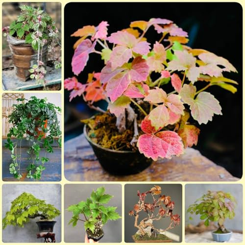 Wilder Wein Pflanze Samen, kletterpflanzen winterhart mehrjährig Wilder Wein Winterhart Schnellwachsend, rankpflanzen winterhart pflanzen kletterpflanzen samen steingartenpflanzen 200pcs