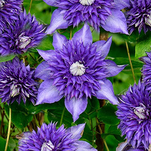 Clematis Multiblue Compact Deciduous Blue Flowering Climbing Vine Shrub (2 Litre Pot, 60-70cm)