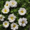 Frische 10000 Samen - Moss Rose Weiß Bodendecker Seed