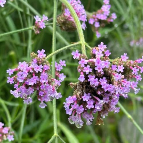 verbena de otoño decoración silvestres de balcón semillas silvestres perennes resistentes decoración balcones perennes resistentes para pleno sol 70pcs