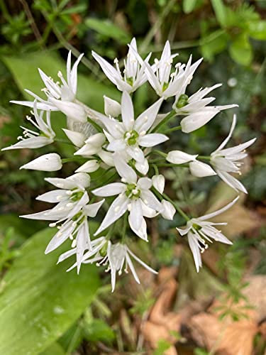 1 x Allium ursinum (Wild Garlic) Bulbs Ready to Plant in Your Garden (Free UK Postage)