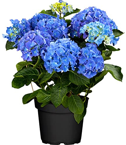 DECOALIVE Hortensia Hydrangea Macrophylla Flor de Exterior e Interior Planta Natural