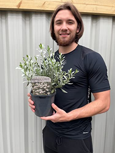 Convolvulus cneorum (Silverbush) | Long Flowering Evergreen Shrub | 2L