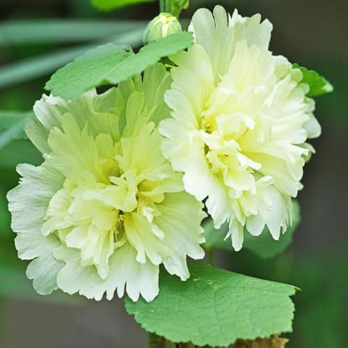 semillas de malva real - malvas reales Decoración orgánica balcón malva loca de balcón originales semillas tapizantes resistentes al 100semillas