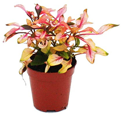 Exotenherz Mini-Pflanze Alternanthera dentata Josefsmantel Papageienblatt Ideal für kleine Schalen und Gläser Baby-Plant im 5,5cm Topf