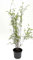 Bambus Fargesia nitida 'Black Pearl' 3 Liter Topf, 60-80 cm