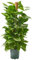 Verdecora Potho en maceta 3L con Tutor | Pothos Epipremnum Aureum | Planta Trepadora de Interior | Purificadora de Aire | Fácil Cuidado y Crecimiento Rápido | Altura aproximada 70cm