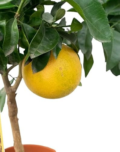 Pomelo Natural de Calidad Cultivo Profesional para tu Hogar - Árbol Cítrico