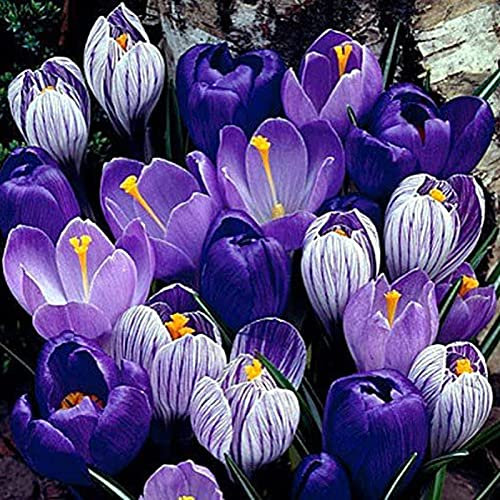 150/300 Pièces Graines de Crocus Sativus, Graines Fleurs à Semer, Semences de Fleurs de Safran pour Le Jardin et Potager, Idéal pour Assaisonner et Colorer Les Aliments, Parfum Unique (150Pcs)