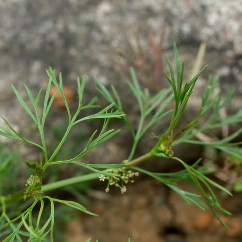semi di cerfoglio Semi di aromatiche, resistenti in vaso cerfoglio serra balcone cucina aromatiche per balcone medicinali esotiche da rialzate 100semi
