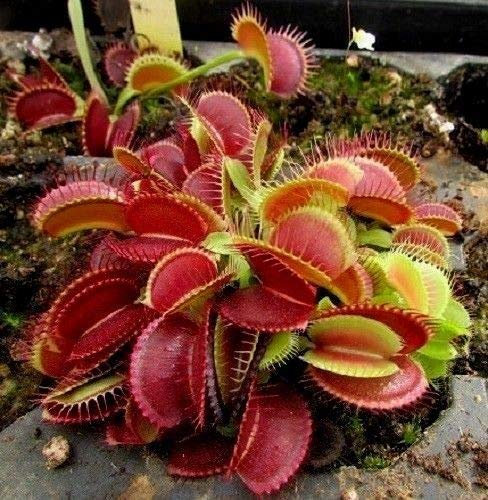 Portal Cool Red pianta carnivora Dionaea muscipula carnivora Trap 10 Semi