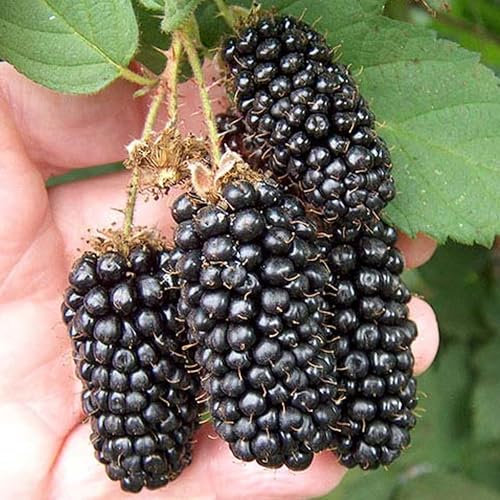 BlackBerry Karaka Black - Rubus Fruticosus - Plants Outdoor Garden Ready - Outdoor Fruit Tree - Grow Your Own Fresh Fruit Plant (3 Litre Pot, 30-50cm)