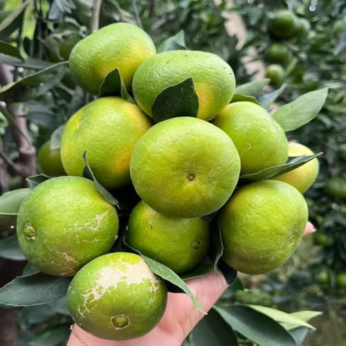 orangenbaum winterhart - samen bonsai samen büropflanzen - Seltene Pflanzen serie - exotische samen balkonpflanzen winterhart obstbäume gartenpflanzen obstbaum pflanzendeko winterharte 200pcs