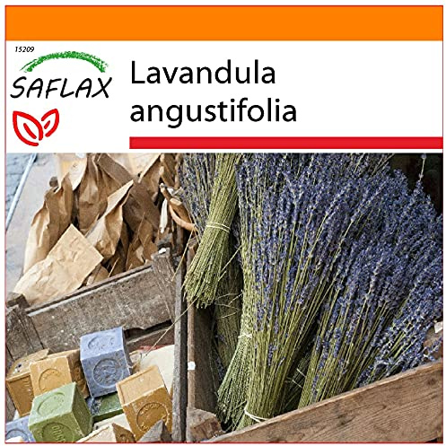 SAFLAX - Garden in the Bag - Lavanda - 150 semi - Lavandula angustifolia