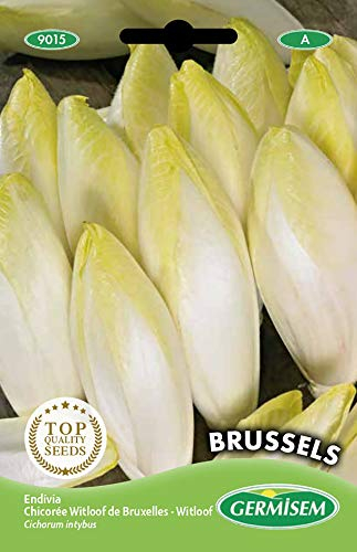 Germisem Chicoree BRUSSELS, mehrfarbig, EC9015