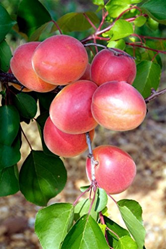 ALBICOCCO SIMILE PUGLIESE A MATURAZIONE TARDIVA - albero da frutto da esterno pianta vera