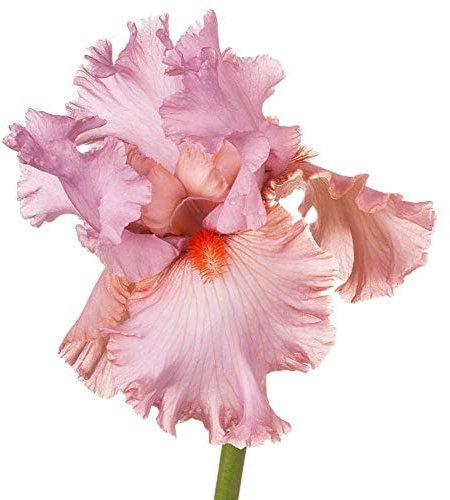 Fragranza Fresca 6 Pezzi Bulbi Di Iris Rosa Forma Diversa Bouquet Composizione Floreale Eccellente Abimento Collezione Cortile Privato Varietà Metodo di Semina Semplice