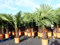 gruenwaren jakubik XXL Palme Stammhöhe 40-50 cm winterhart 160-180 cm Trachycarpus fortunei, Hanfpalme, Top-Qualität