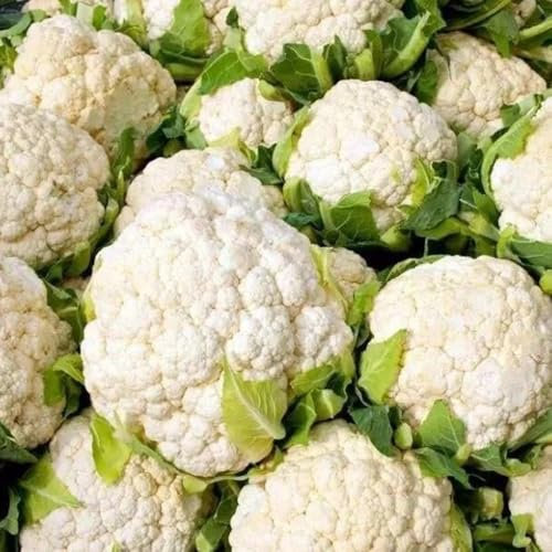 blumenkohl samen - blumenkohlsamen - gemüse bio saatgut, gewächshaus balkon winterblumenkohl saatgut wintergemüse, pflanzen anzucht winterharte kübelpflanzen, kletterpflanzen alte 100pcs