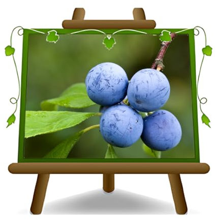 Prunus épineux ou prunier épineux, plante fruitière dans un pot de 24 cm. Hauteur de 120-150 cm.