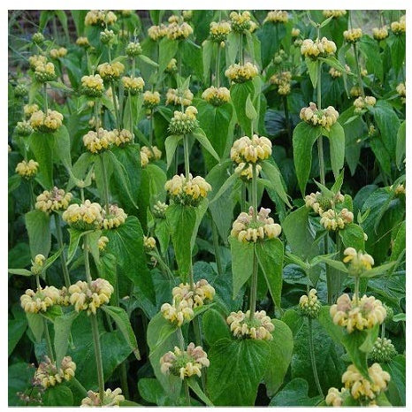 Phlomis russeliana/Turkish Sage/Drought Tolerant Perennial/Seeds