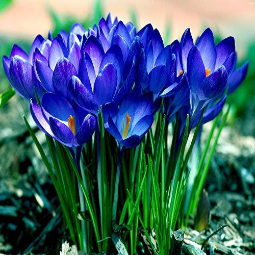 Bulbes de crocus au safran pour la plantation (20, bleu)
