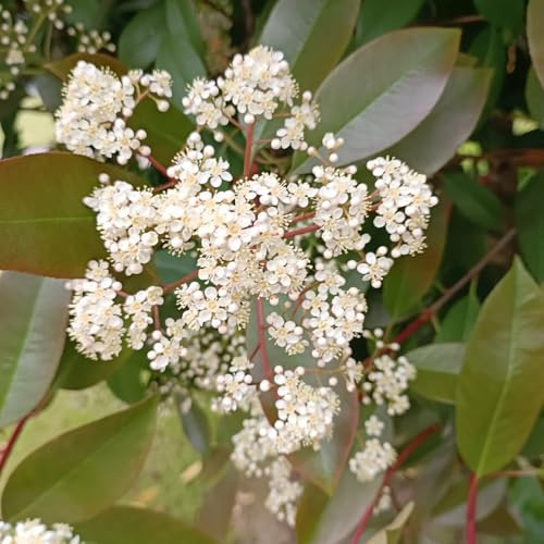 Semillas de Photinia red robin - seto - interior Semillas petirrojo rojo otoño resistentes decoración otoño Arbustos rápido crecimiento 1250pcs