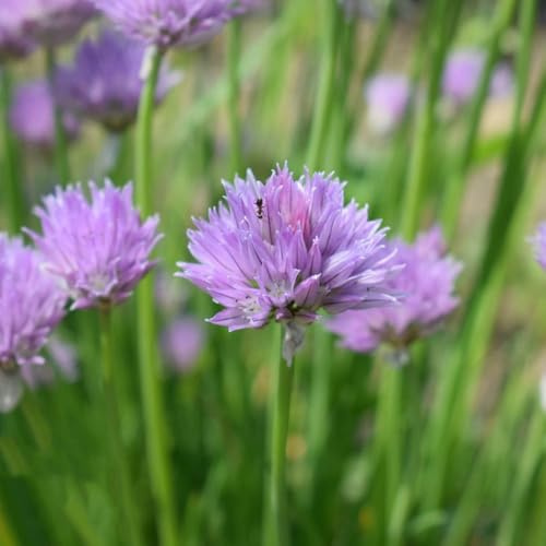 semi di cipollina - biologiche resistenti decorazione giardino esterni copertura del terreno 500pcs