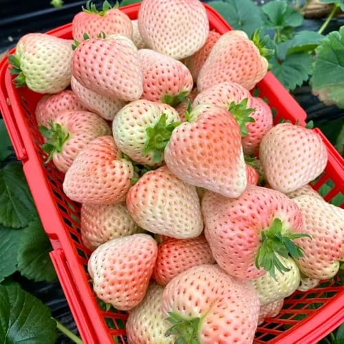 Semi di fragola resistente - esotici rampicanti giardino, in vaso 800pcs