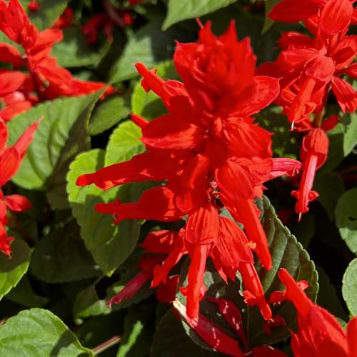 Salvia splendens giardino interno resistenti, semi giardino primavera 400pcs