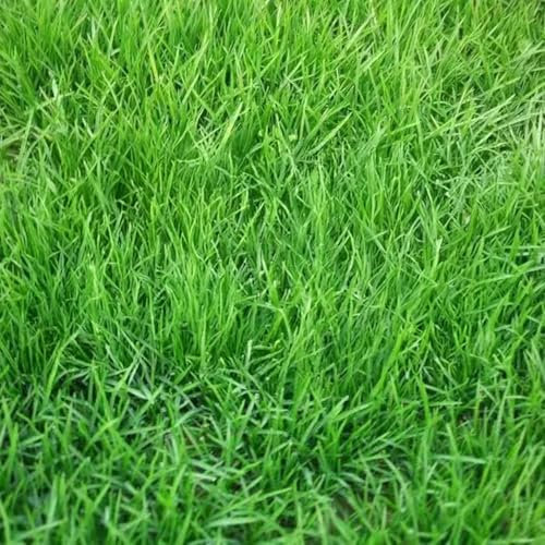 1000 Graines de Fétuque Haute Résistante au Froid et à la Sécheresse - Graine de Pelouse pour Terrain de Golf, Parc, Ombre et Soleil